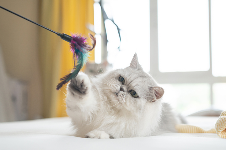 Eine weiße Katze spielt mit einem Spielzeug