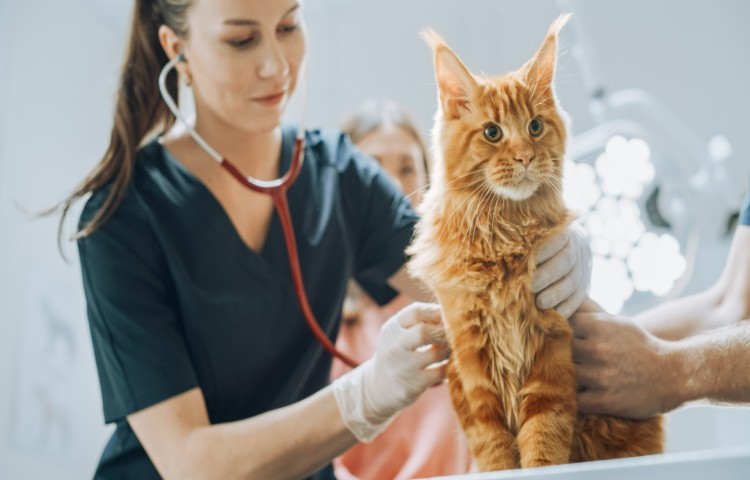 Tierarzt untersucht eine Katze in einer Tierklinik