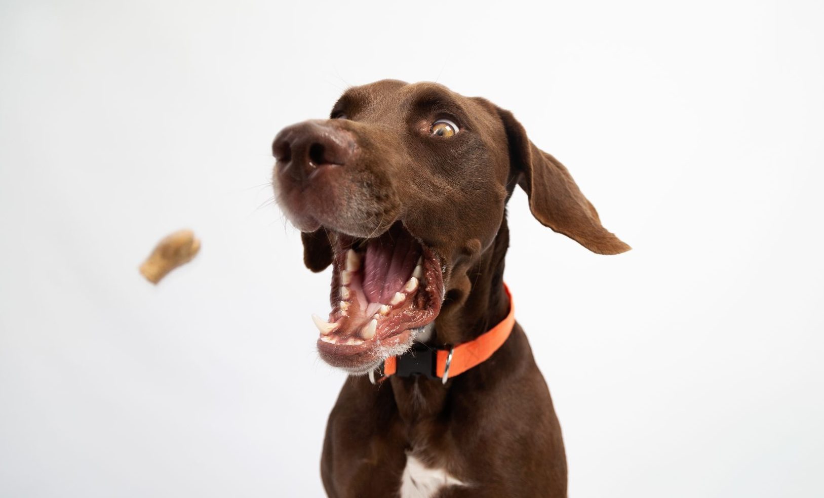 6 Früchte, die Hunde essen können Petcover AT