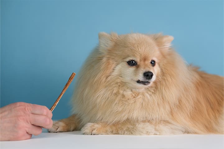 Fluffy Pomeranian puppy sitting on a white surface with a person holding a treat beside it.