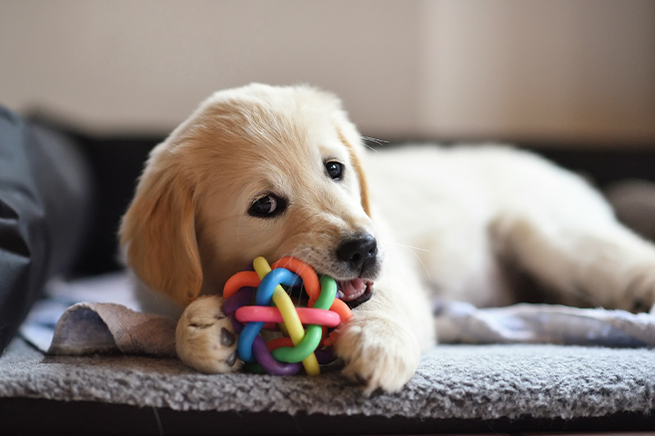 golden-retriever-dog-puppy-playing-with-toy