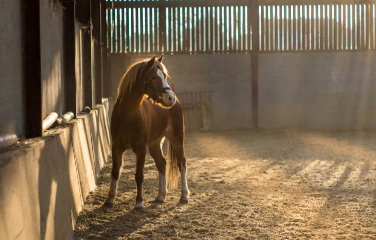 Image of light brown horse standing in a stable with sun beaming in