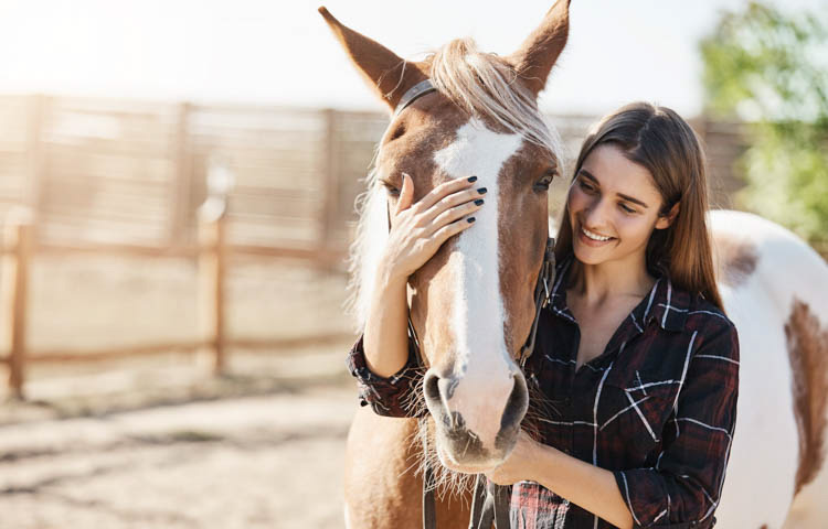 image of a brown and white horse being patted by a girl