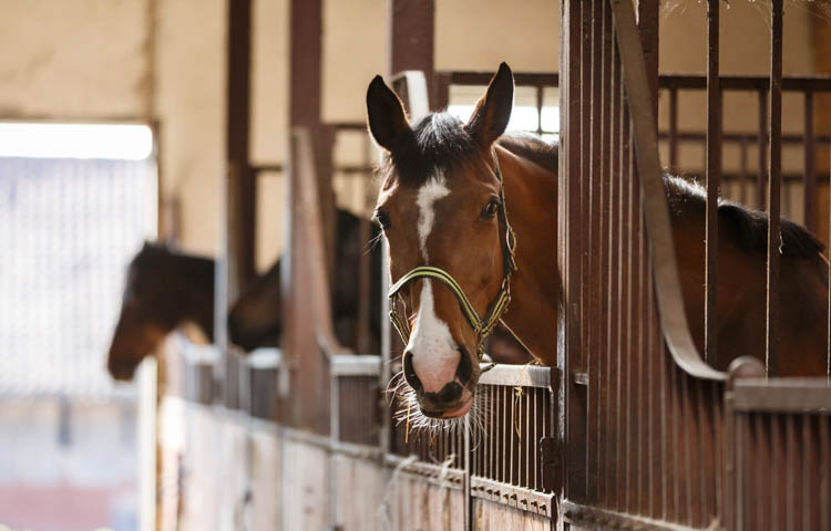 image of a brown horse with white colouring on its face peeking out of its stall