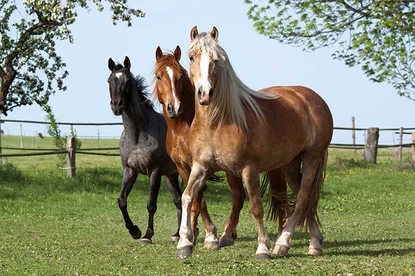 Three horses of different colours stand next to one another in a field