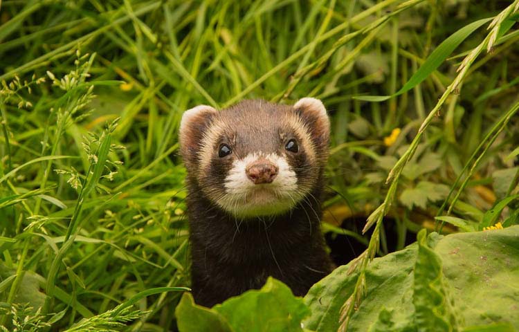 Feeding ferrets best sale