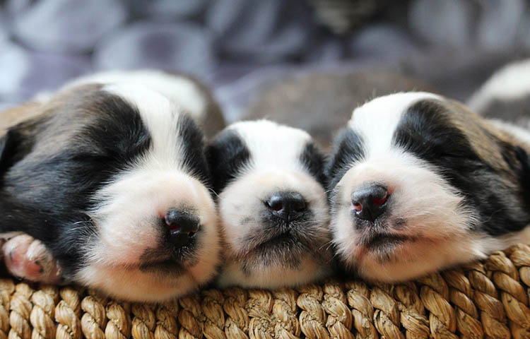 image of three border collie puppies sleeping side by side