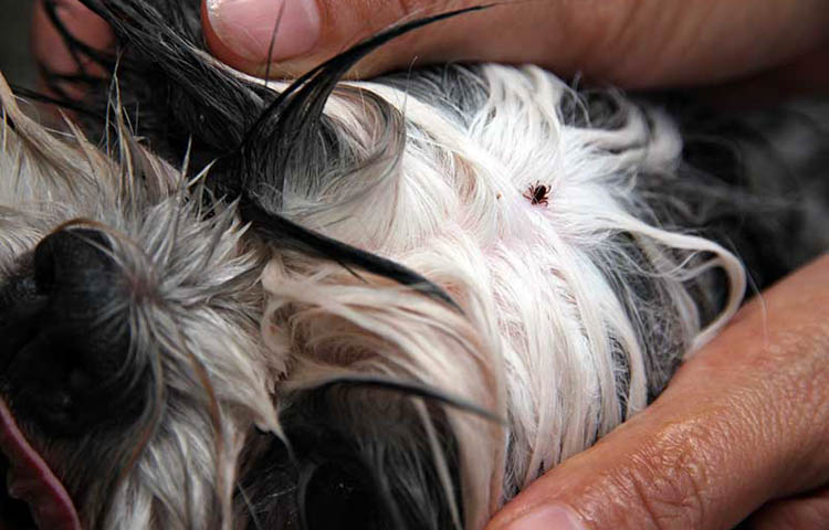 image of a dogs coat close up with a tick on it