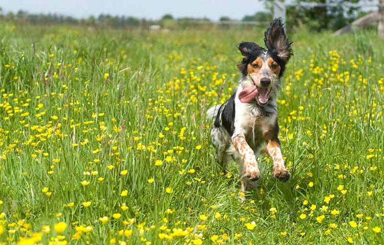 image of a dog running through a meadow of yellow flowers