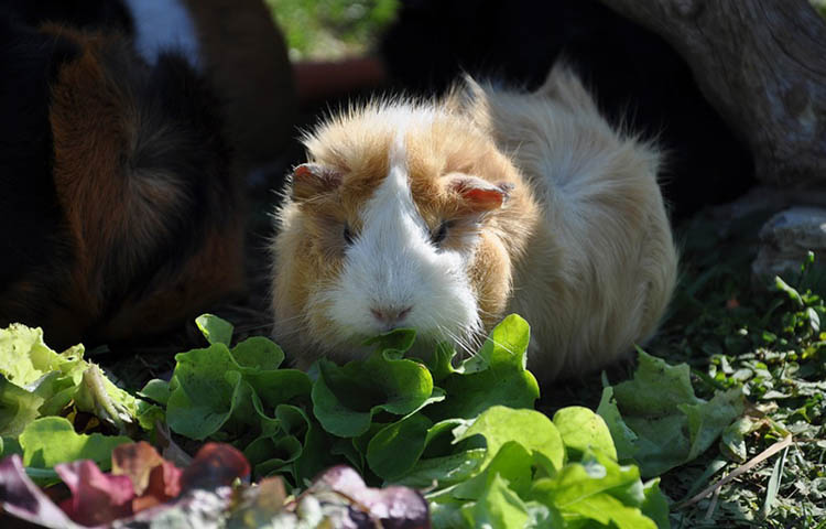 Can guinea pigs eat red capsicum best sale