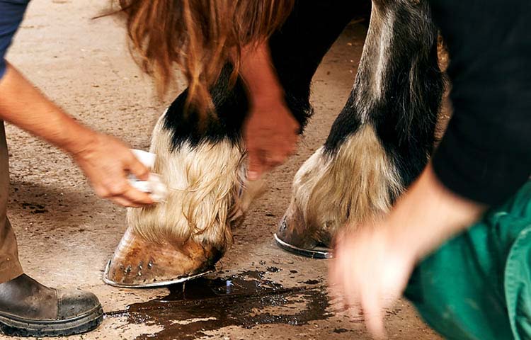 image if people cleaning a horses hoof's