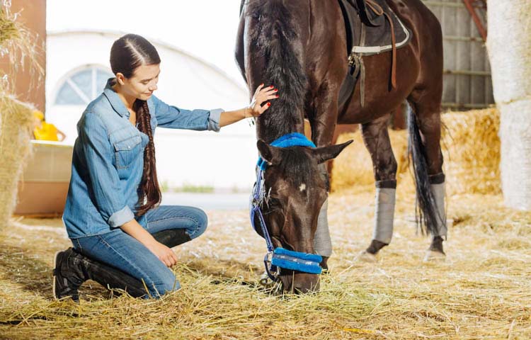 What is horse liability insurance? - Petcover AU