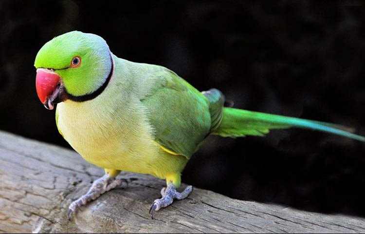 Bird Profile: Indian Ringneck Parakeet - Petcover AU