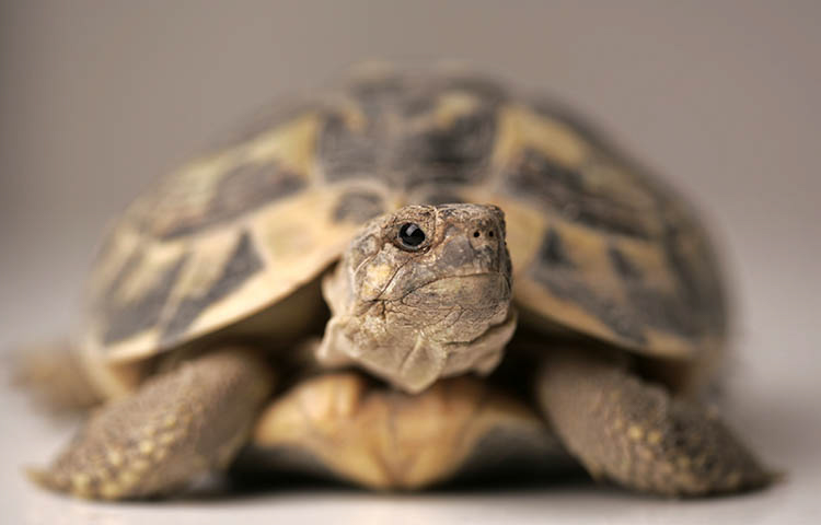 Lifespan of a turtle or tortoise - Petcover AU