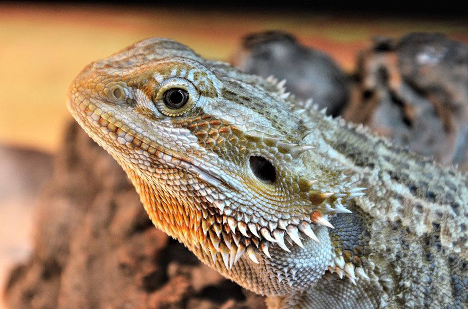 Bearded dragon diet - Petcover AU