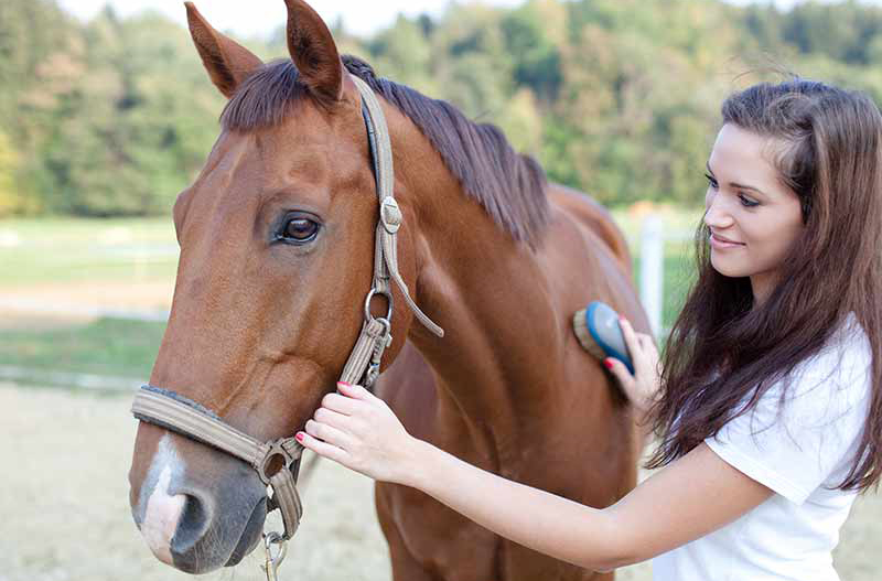 image of a brown horse being brushed by a woman