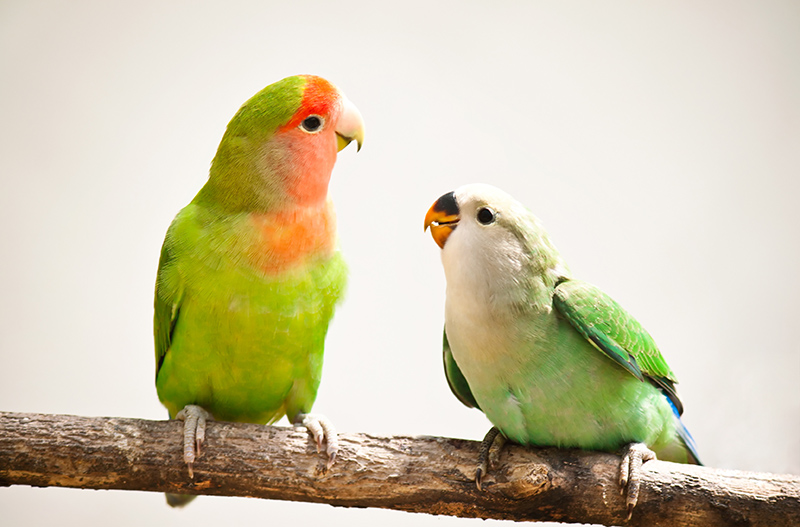 8 lovebird facts Petcover AU