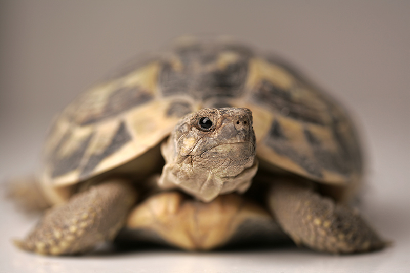 Whats the average age of a tortoise