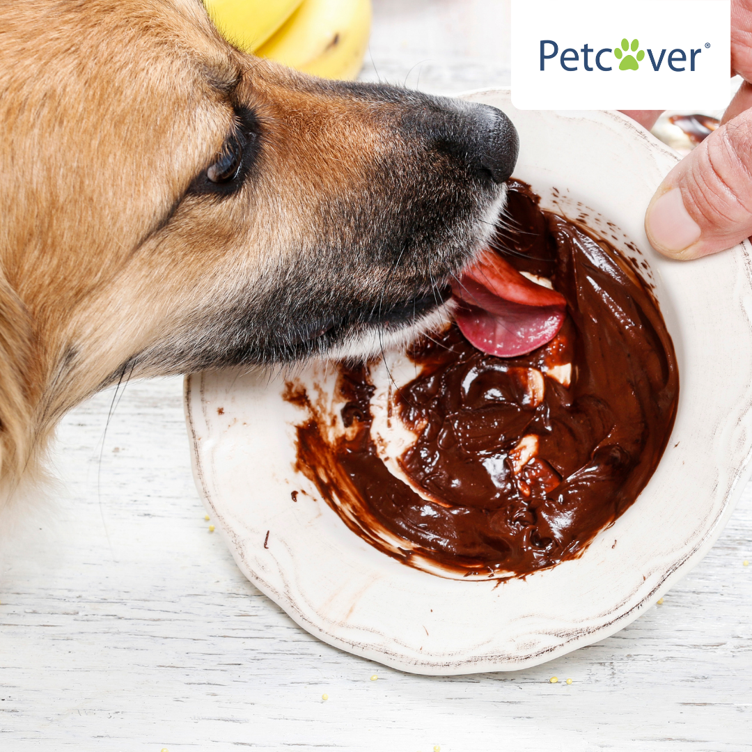 why is chocolate not good for dogs