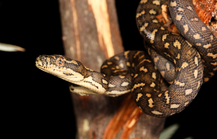 Snake Insurance Australia | Pet Exotic Insurance