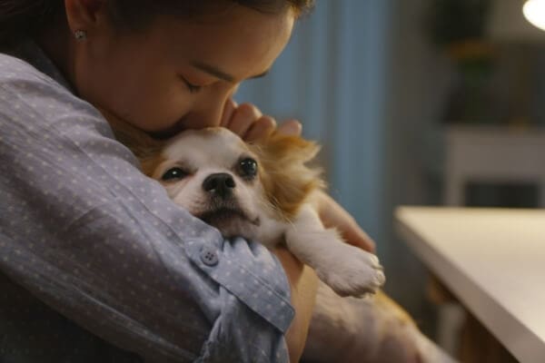 Asian women snuggles with her King Charles Cavalier during fireworks