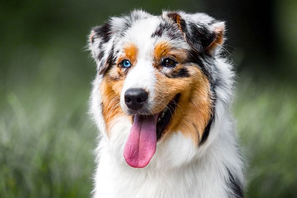 Close-up of Australian Shepherd dog with a blue and brown eye.