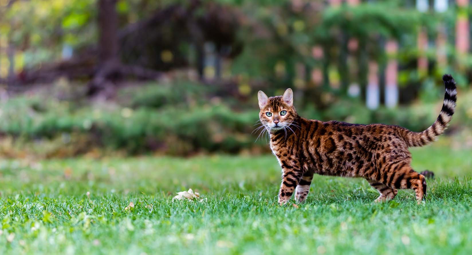 Stunning adult Bengal cat stands posed on the grass surrounded by trees