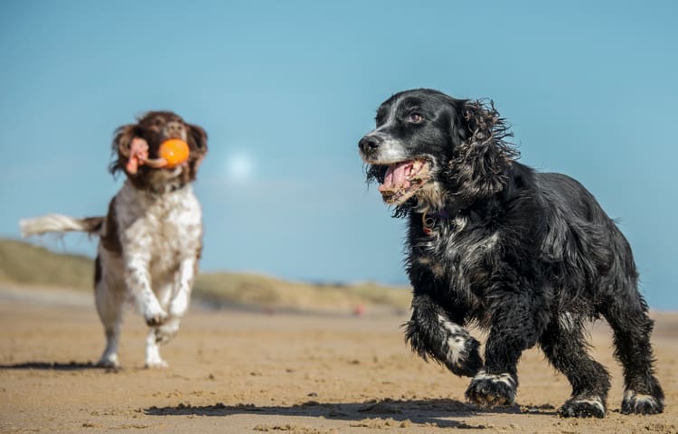 Two older Cocker Spaniels are running across a golden sand beach with a toy in their mouth.