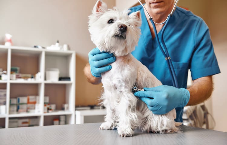 An old Westland Terrier sits on a table while a vet in blue gloves and scrubs checks his heart using a stethoscope.