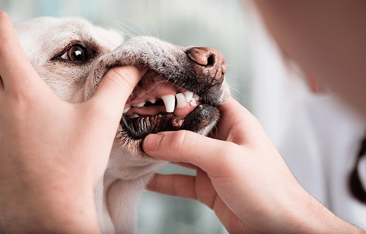 Close up of golden Labrador Retriever Dog having his teeth checked by owner