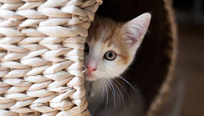 Ginger and white kitten peers from inside a wicker basket as she hides during fireworks