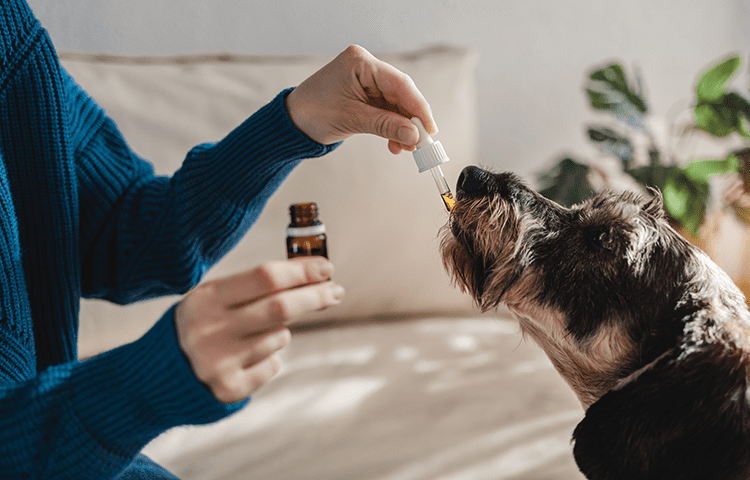 Senior grey dog sits as his owner uses a pippett to give medication