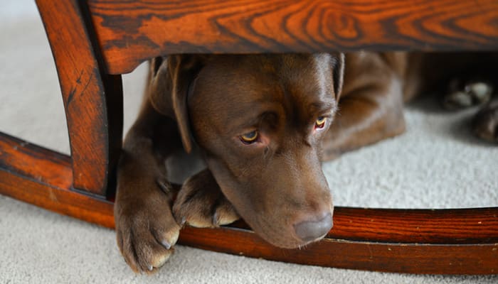 Chocolate Labrador dog hides under a chair during fireworks