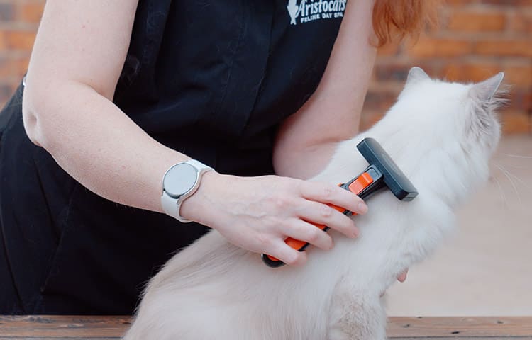 Groomer uses Refuresh deshedding brush on a white long hair cat