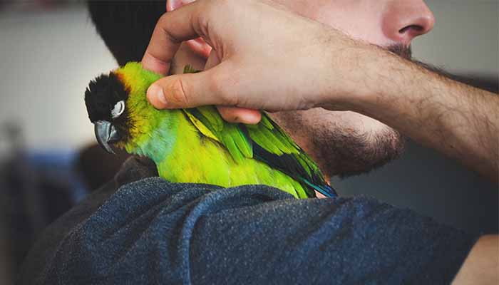 Small green parrot nestles into it's owners neck for comforting during fireworks