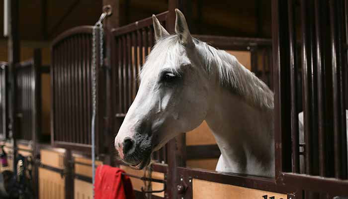 A white horse is locked safely in his stable at night during fireworks