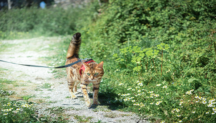 A young bengal cat walks on a red harness and black leash during a hike with his owners