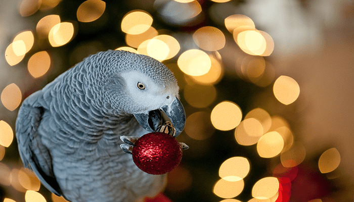 African grey parrot takes a bit of a red Christmas tree bauble