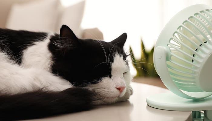 Black and white cat snoozes in front of a small desktop fan