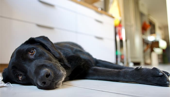 Black Labrador lies on kitchen floor in summer heat