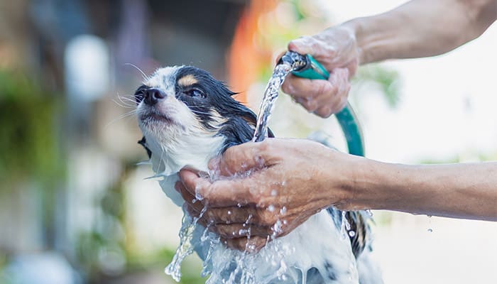 Chihuahua gets hosed down in summer heat