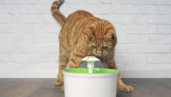 Ginger adult cat drinks from water fountain