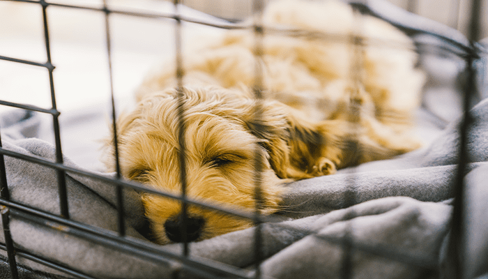 Golden cockapoo puppy fast asleep on a grey blanket inside it's crate