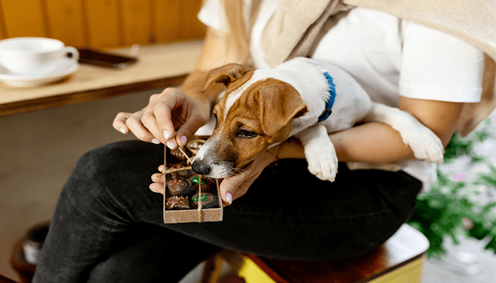 Jack Russell puppy sit on owners hands and smelling box with chocolate