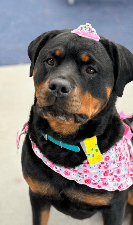 Rottweiler enjoying the Dog Lovers Festival in Melbourne