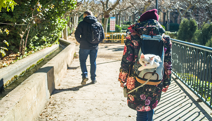 White cat sits in a cat backpack during a walk through a local park with his two owners