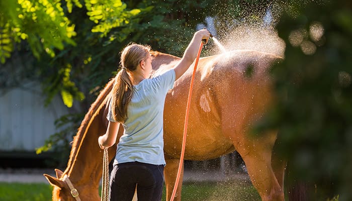 Young girl hoses down horse in summer heat