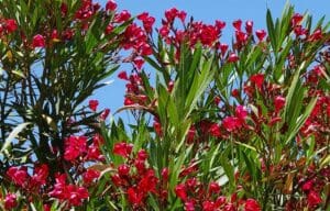 Red flowers on Oleander plantagainst the blue sky toxic to pets