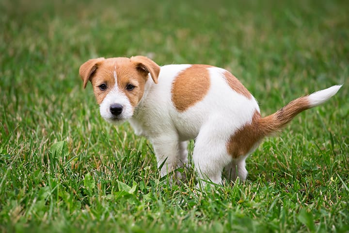 Cute puppy doing his toilet, pooping