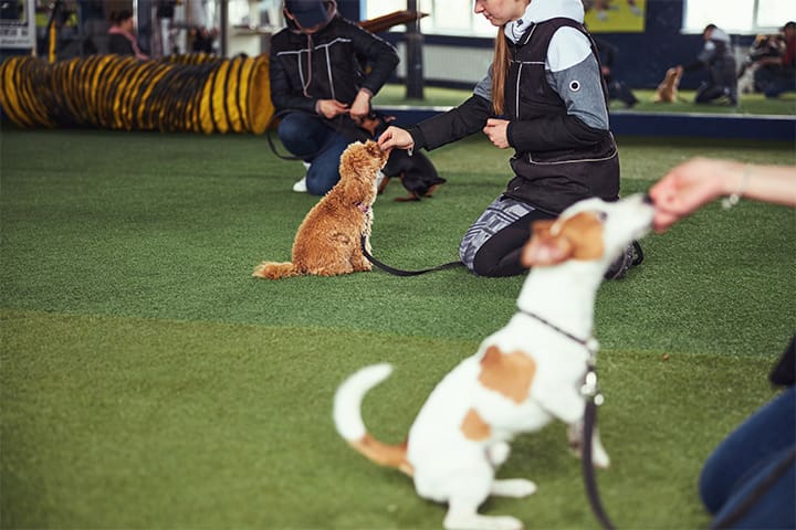 Puppy training class with dogs receiving treats from their handlers.